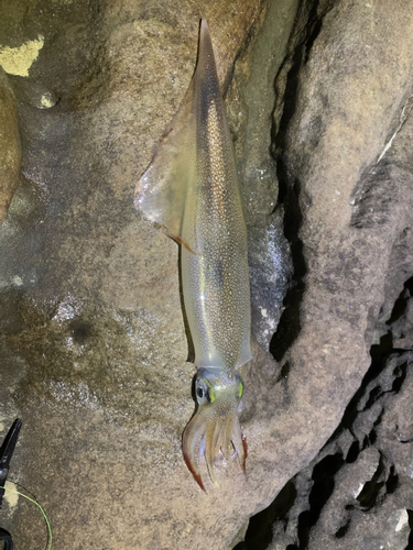 ヤリイカの釣果