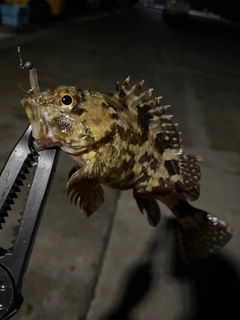 カサゴの釣果