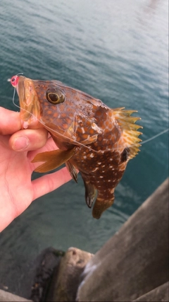 キジハタの釣果