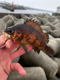 アカメバルの釣果