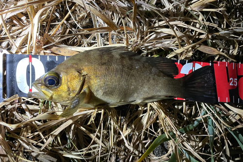 メバルの釣果