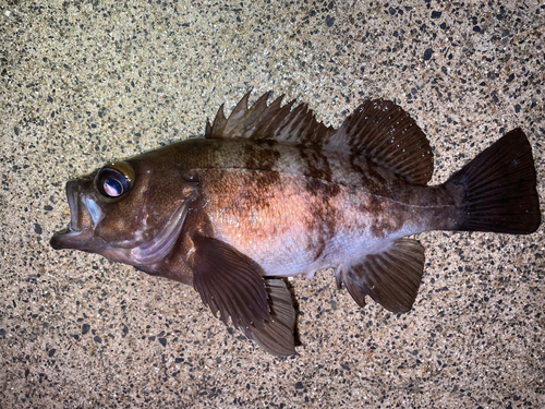 メバルの釣果