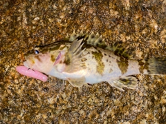 タケノコメバルの釣果