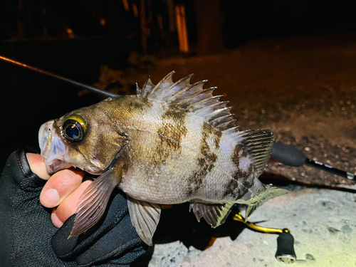 メバルの釣果