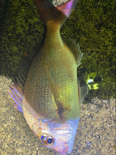 タイの釣果