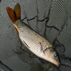 コイの釣果