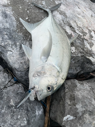 ロウニンアジの釣果