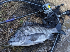 クロダイの釣果