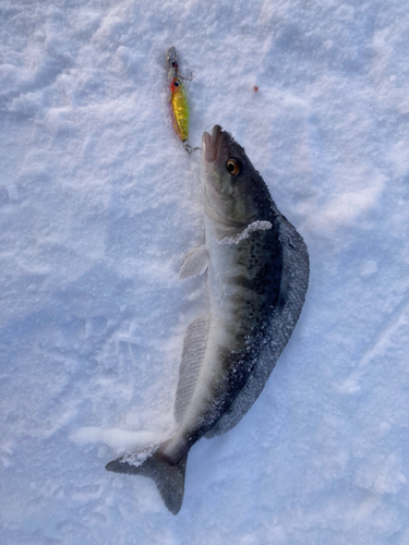 ホッケの釣果