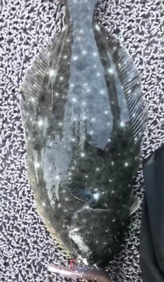 ソゲの釣果