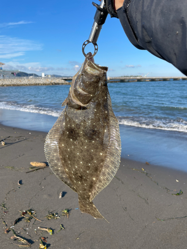 ソゲの釣果