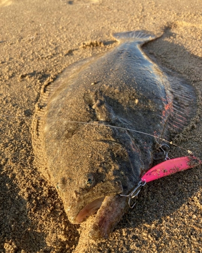 ヒラメの釣果