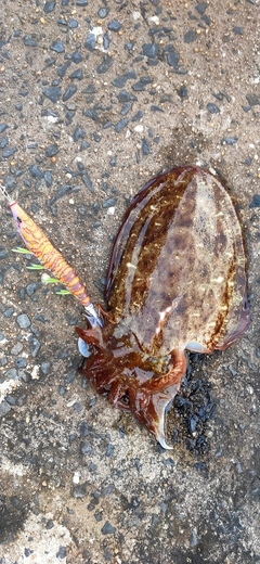 モンゴウイカの釣果