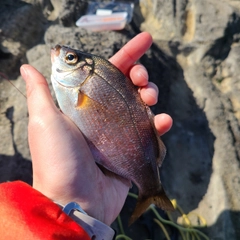 ウミタナゴの釣果