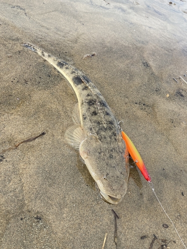 マゴチの釣果