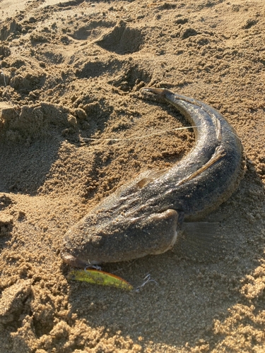 マゴチの釣果