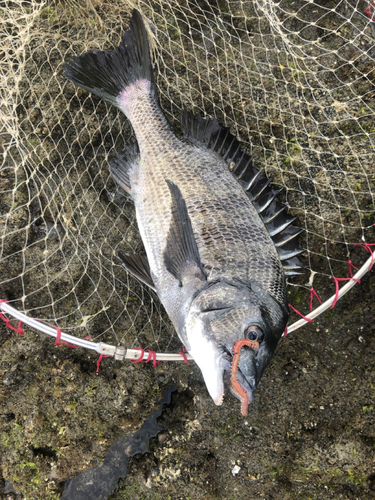 チヌの釣果