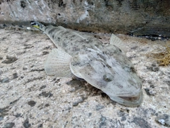 ミナミマゴチの釣果