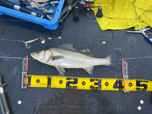 シーバスの釣果