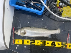 シーバスの釣果