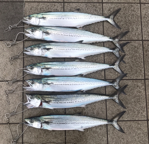 サゴシの釣果