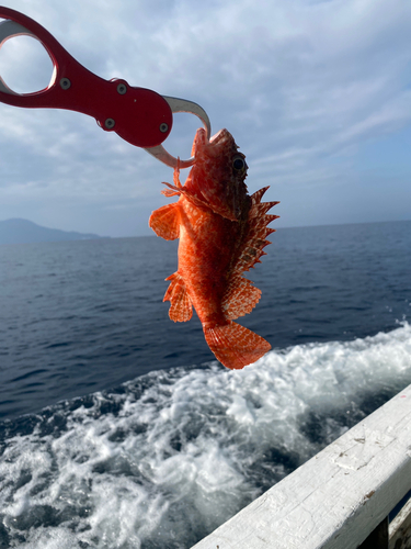 イズカサゴの釣果