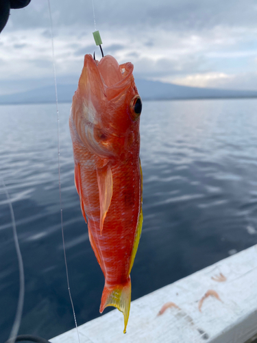 ヒメコダイの釣果