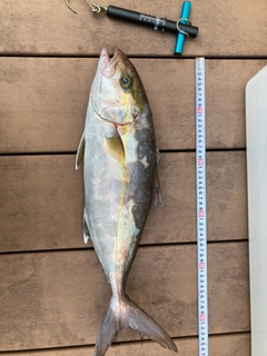 カンパチの釣果