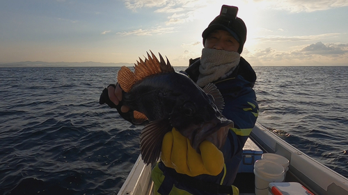 マゾイの釣果