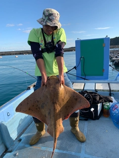 ナルトビエイの釣果