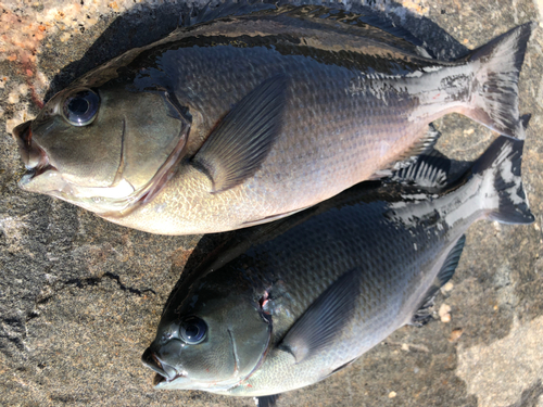 クチブトグレの釣果