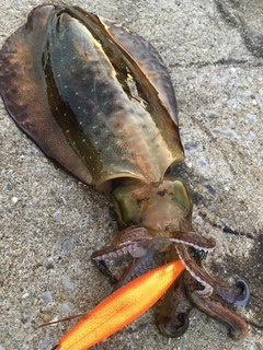アオリイカの釣果