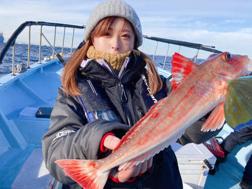 ホウボウの釣果