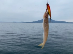 エソの釣果