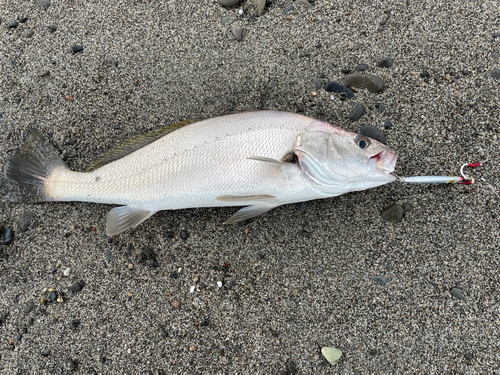 ニベの釣果