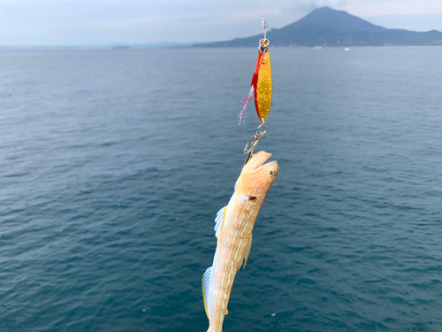 エソの釣果