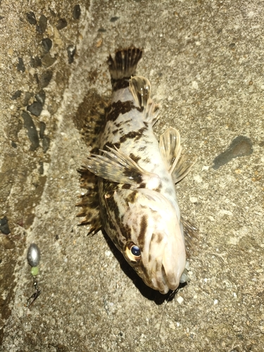 タケノコメバルの釣果