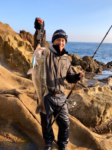 マルスズキの釣果