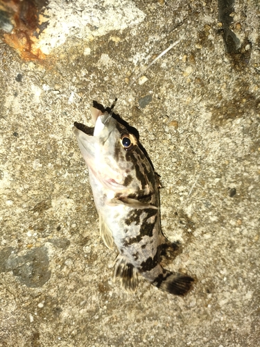 タケノコメバルの釣果