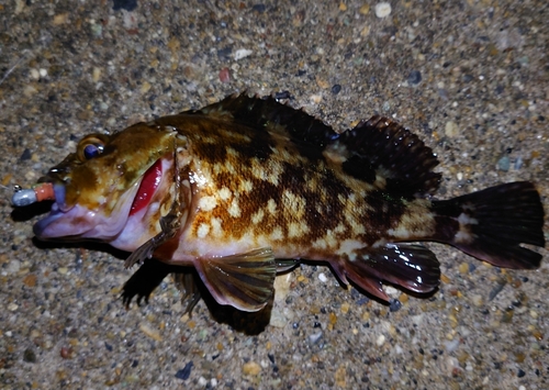 カサゴの釣果