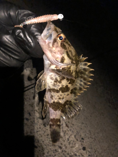 タケノコメバルの釣果