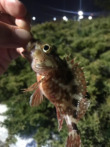 カサゴの釣果