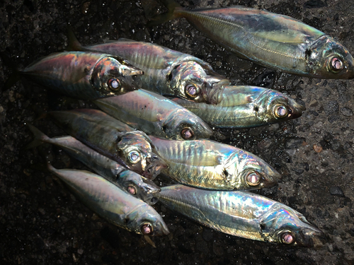 アジの釣果