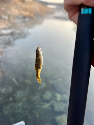 カワムツの釣果