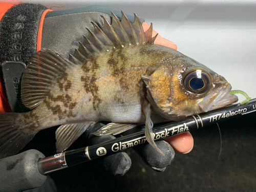 シロメバルの釣果