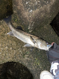 フッコ（マルスズキ）の釣果