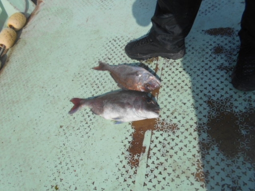 マダイの釣果