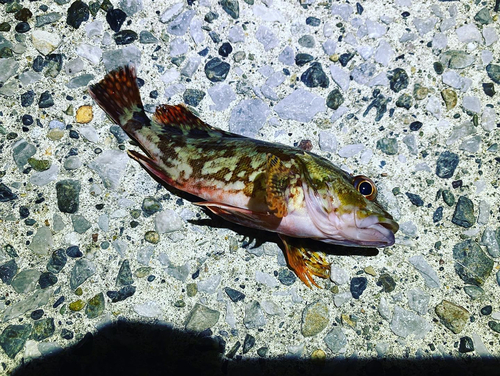 カサゴの釣果