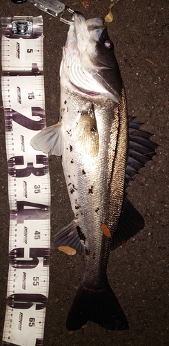 シーバスの釣果