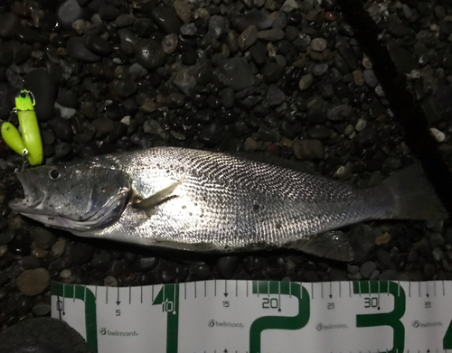 ニベの釣果